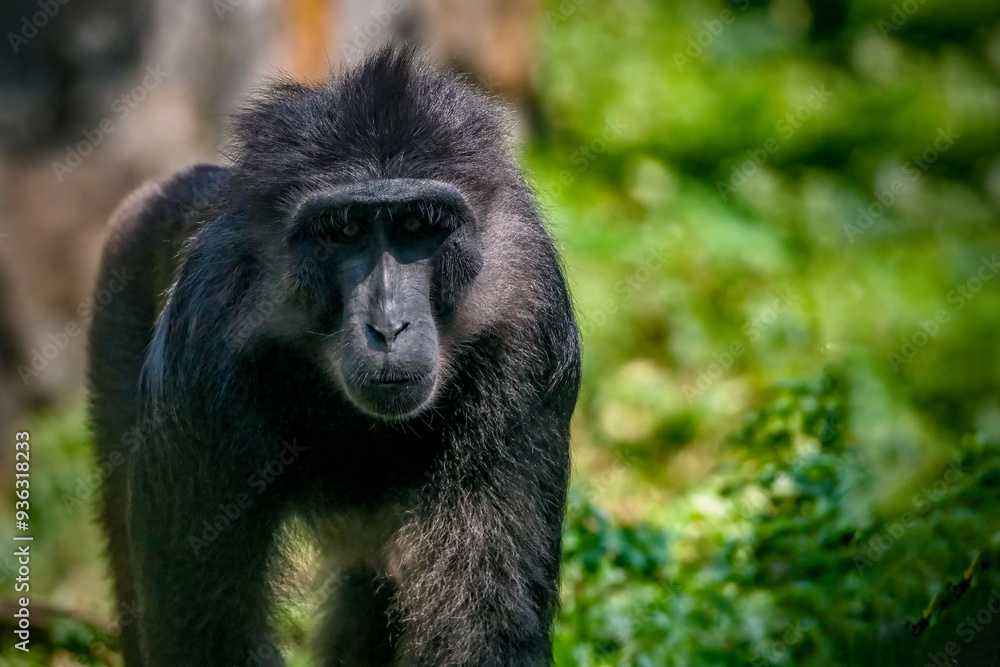Tonkean macaque (Macaca tonkeana) is a species of primate Tonkean macaque (Macaca tonkeana) is a species of primate