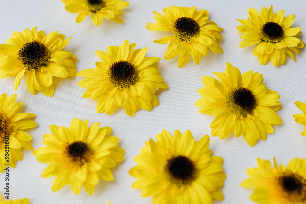 Bright yellow sunflowers arranged on a white background Bright yellow sunflowers arranged on a white background