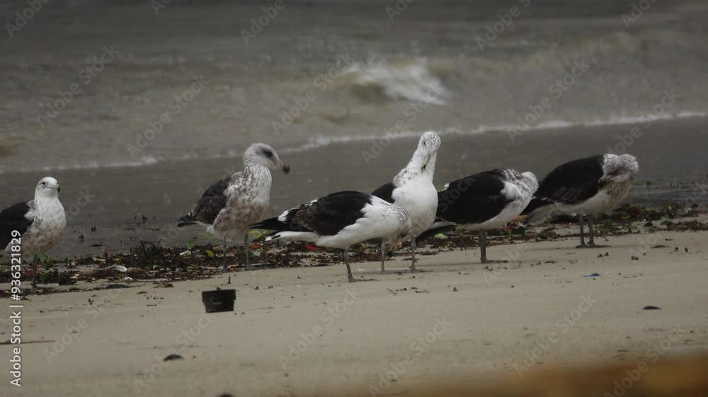 Seagulls cleaning themselves on the beach Seagulls cleaning themselves on the beach