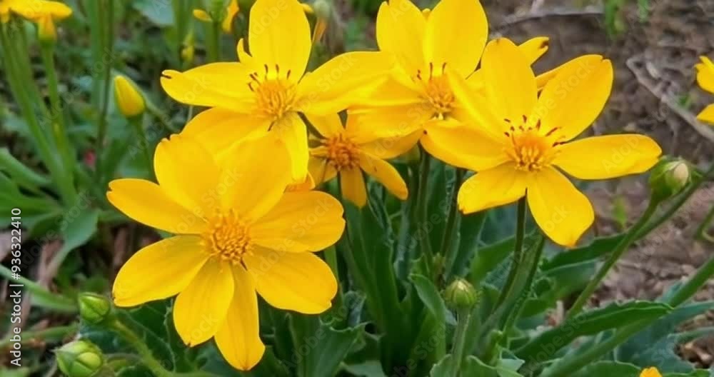 Bright yellow wildflowers bloom in the forest during spring in a vibrant natural setting Bright yellow wildflowers bloom in the forest during spring in a vibrant natural setting