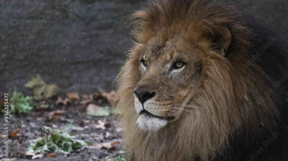 Closeup slow motion video of a male lion, side profile of face. Closeup slow motion video of a male lion, side profile of face.