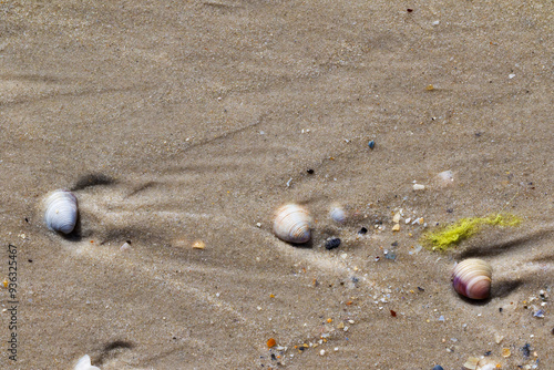 Seashells on wet sand beach at summer photo