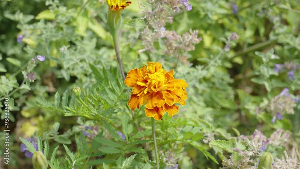 A lovely orange carnation in the wild home garden. A lovely orange carnation in the wild home garden.