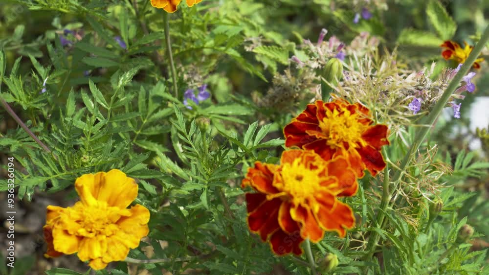 Summer weather with lovely blooms and pops of oranges. Summer weather with lovely blooms and pops of oranges.
