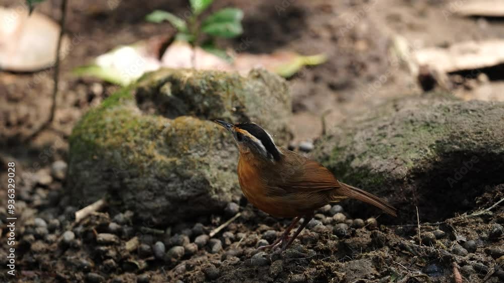 Javan black-capped babbler or Rufous-browed babbler bird stands quietly among the rocks Javan black-capped babbler or Rufous-browed babbler bird stands quietly among the rocks