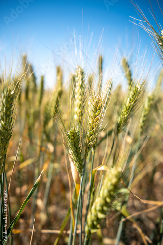 A field of wheat with a blue sky in the background