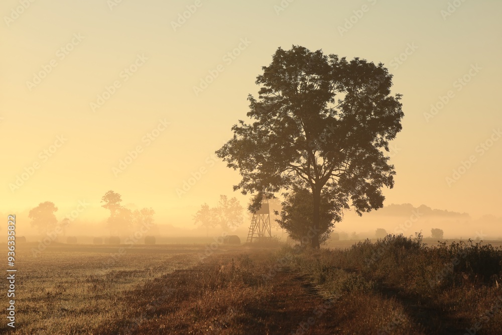Ash tree next to dirt road in foggy weather during sunrise Ash tree next to dirt road in foggy weather during sunrise