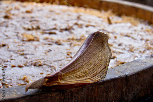 Fermentation process of making tequila and mezcal, close-up to a cooked agave wedge. 