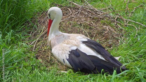 Wild, White stork siting on her nest in the midday sun.