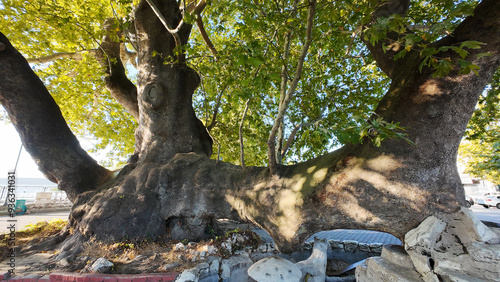 Weeping Plane Tree, Gölyazı, Uluabat Lake, Bursa, Turkey photo