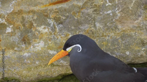 Close up footage of the endangered, Peruvian, Inca Tern.