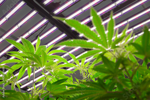 Marijuana or Cannabis plants in modern greenhouse with solar panels for the concept of modern cannabis cultivation. Simulation of sunlight for photosynthesis and plant growth