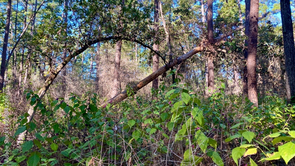 Fototapeta premium fence and trees