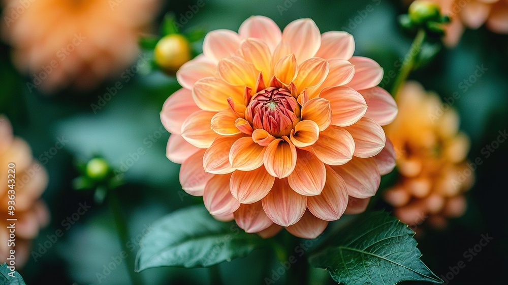 Close-up of orange flower with green leaves in front and central part in background Close-up of orange flower with green leaves in front and central part in background