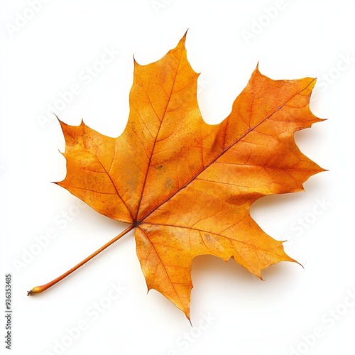 Wallpaper Mural A leaf of a tree is shown in full color Torontodigital.ca