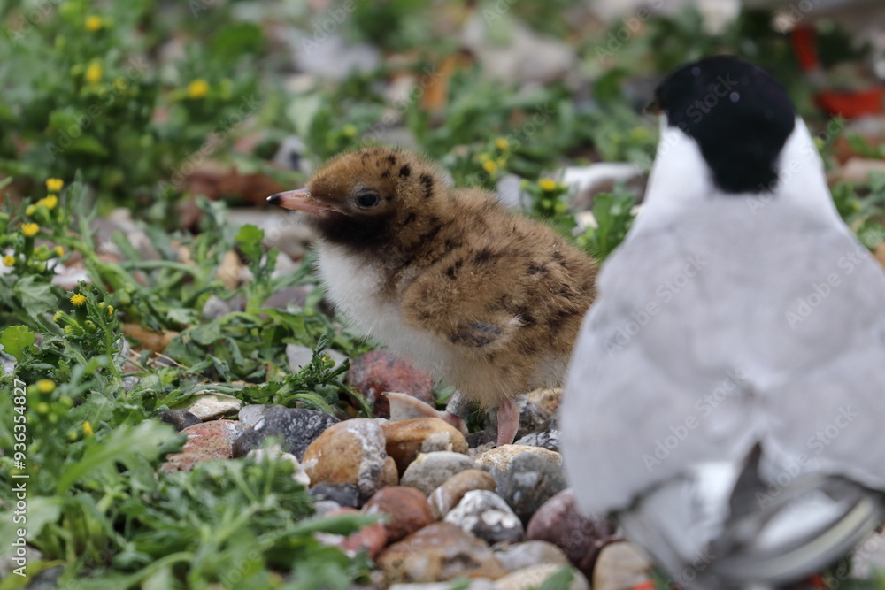 common tern parent common tern parent
