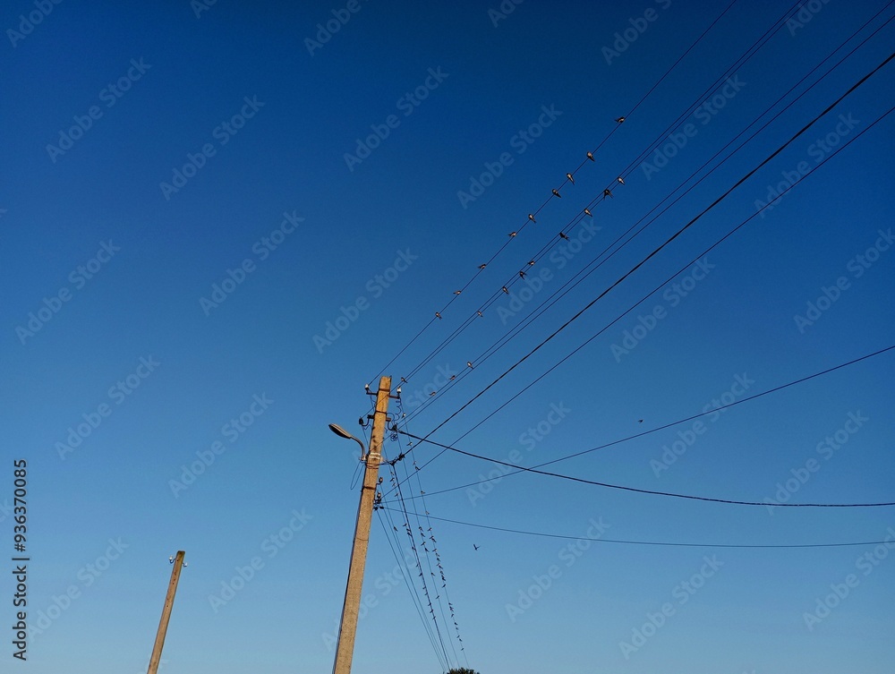 Power lines on concrete supports on which there are many swallows. Migratory birds gather for flight. Power lines on concrete supports on which there are many swallows. Migratory birds gather for flight.