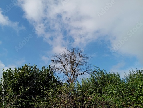 A dry tree among the greenery on the branches of which crows are sitting against the background of the blue sky.