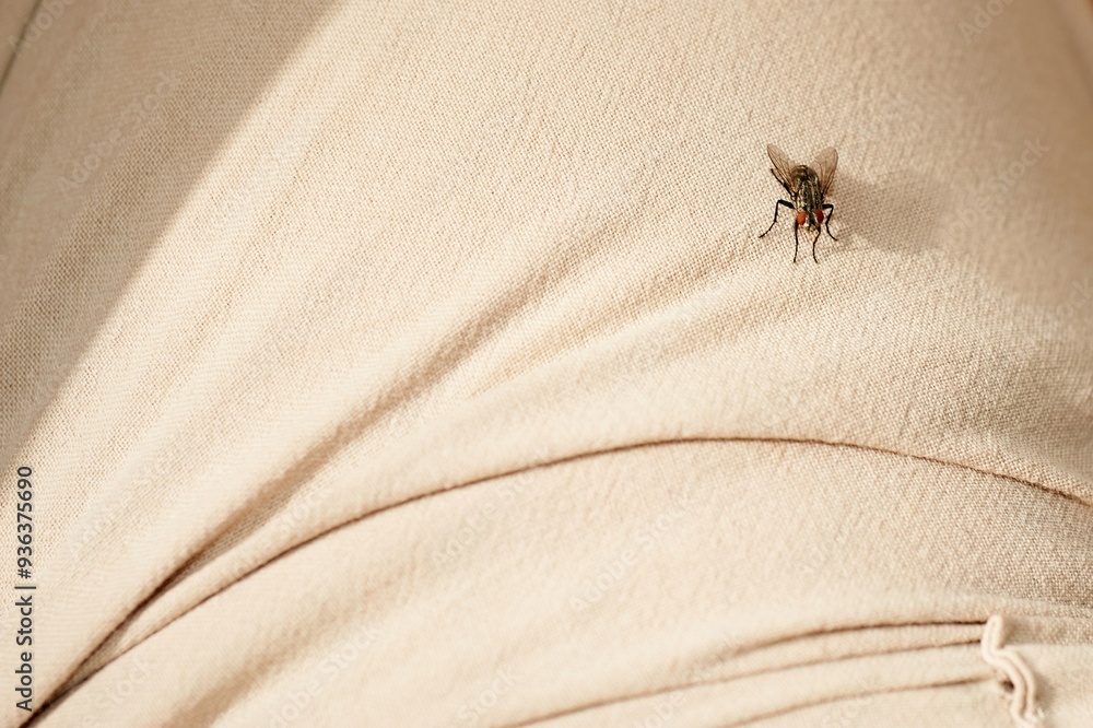 Obraz premium Insect detail on clothing garment