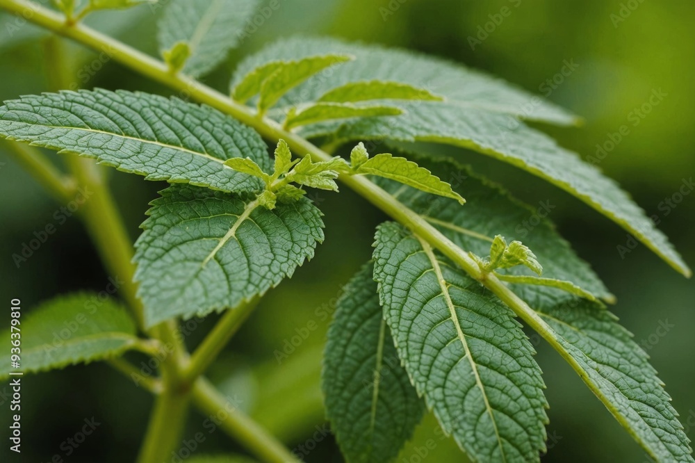 Beautiful details of nature Beautiful details of nature