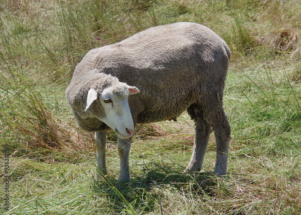 Obraz premium Grazing sheep on coastal southern California grassland