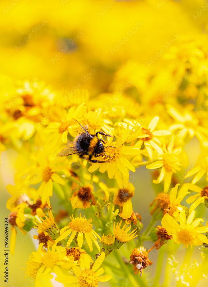 Bumblebee feeding on nectar of vibrant yellow Ragworth flowers Bumblebee feeding on nectar of vibrant yellow Ragworth flowers