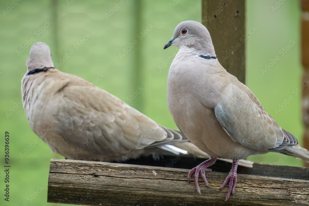 close-up of a pair of collared doves (Streptopelia Decaocto) checking out a wooden bird feeding tray close-up of a pair of collared doves (Streptopelia Decaocto) checking out a wooden bird feeding tray