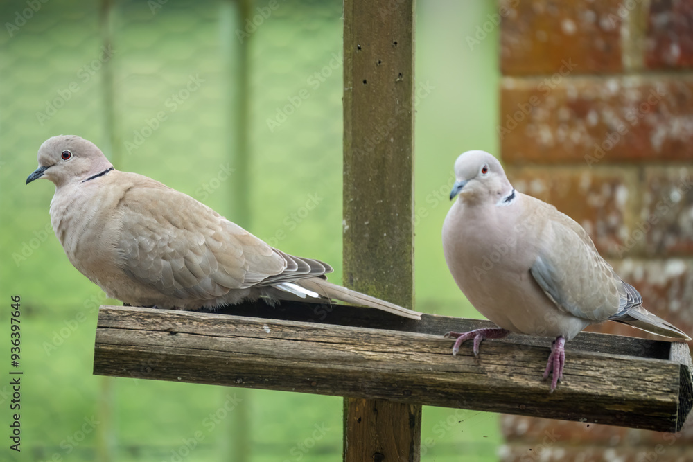 close-up of a pair of collared doves (Streptopelia Decaocto) checking out a wooden bird feeding tray close-up of a pair of collared doves (Streptopelia Decaocto) checking out a wooden bird feeding tray