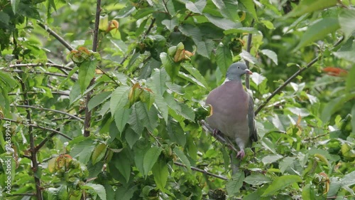 Wild wood pigeon sitting perched high up in a sycamore tree in the UK countryside