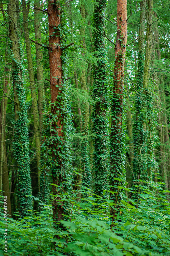 Ivy (Hedera Helix) plant climbing up tree trunk Ivy (Hedera Helix) plant climbing up tree trunk