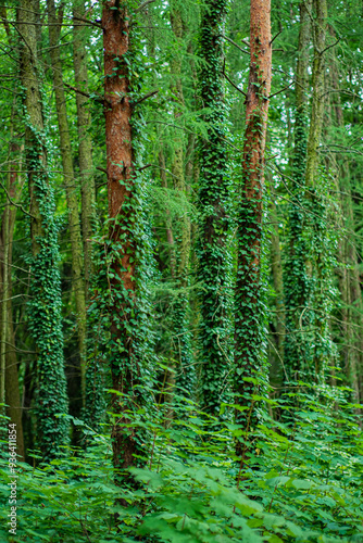 Ivy (Hedera Helix) plant climbing up tree trunk