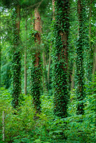 Ivy (Hedera Helix) plant climbing up tree trunk