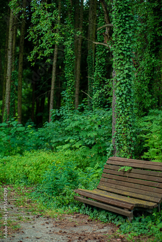 Ivy (Hedera Helix) plant climbing up tree trunk