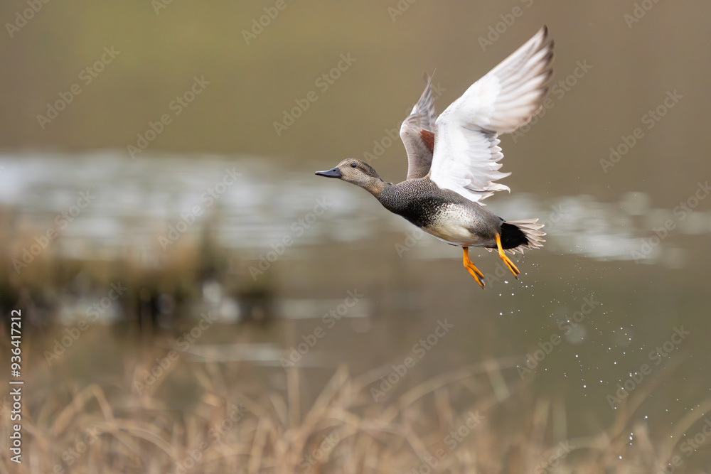 Male Gadwall Duck Flushes From Marshy Hole Male Gadwall Duck Flushes From Marshy Hole