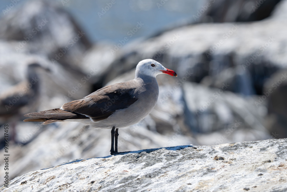 Heermann's Gull on a Rocky Beach Outcropping Heermann's Gull on a Rocky Beach Outcropping