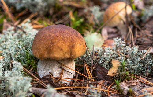 A small boletus mushroom with a brown cap grows among moss and white lichen in a pine forest.