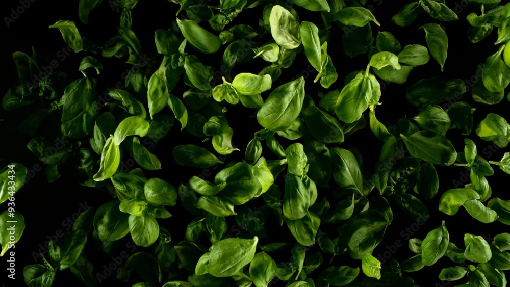 Falling basil leaves, isolated on black background. Falling basil leaves, isolated on black background.