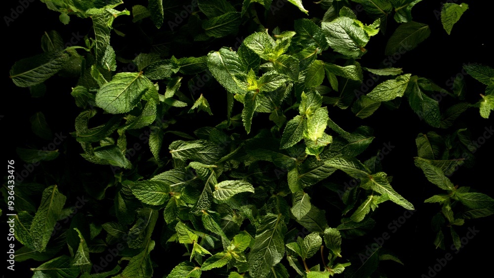 Falling mint leaves, isolated on black background. Falling mint leaves, isolated on black background.