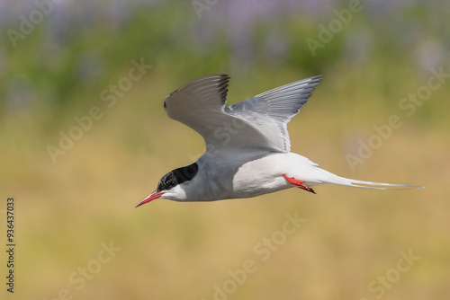 Arctic tern - Sterna paradisaea - with spread wings in flight with meadow in background. Photo from Iceland. The Arctic tern is famous for its migration. photo