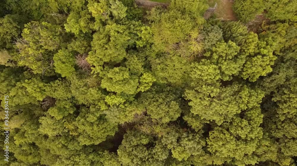 ALBERI ALBERI