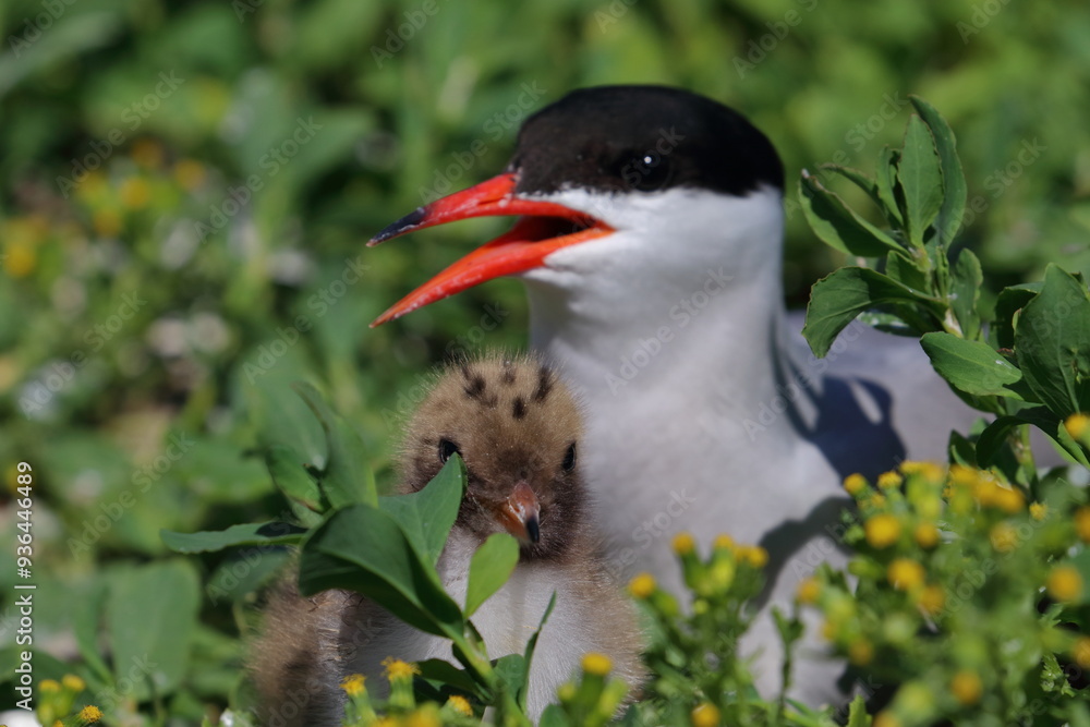 Naklejka premium seabirds