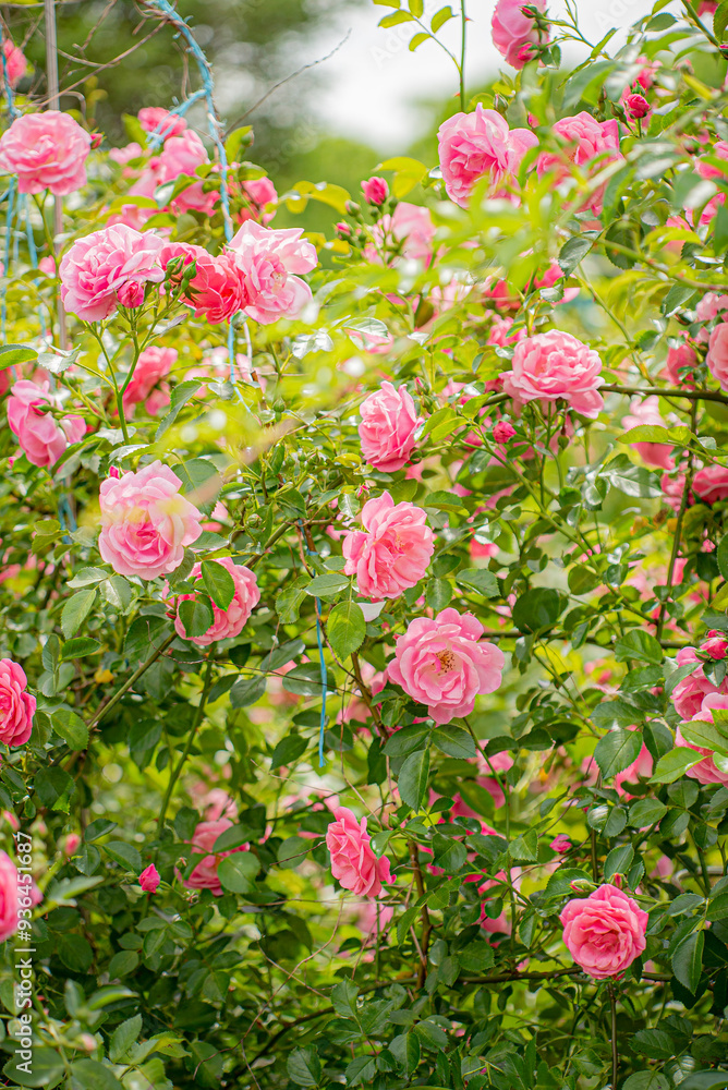 Fototapeta premium nice roses in the garden