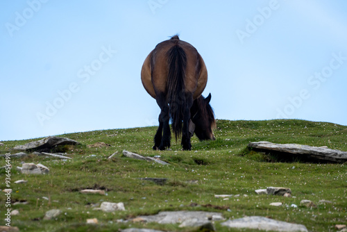 Basque mountains horse pottok grazing on green pasture, Larrun or La Rhune mountain in Basque country, on border of France and Spain photo