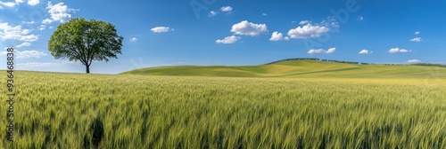 A solitary tree stands amidst golden wheat fields under a clear blue sky at m...