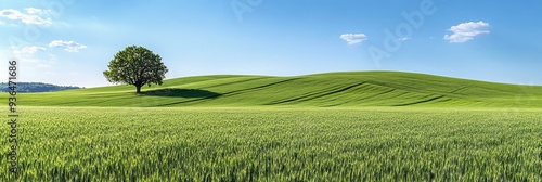 A solitary tree stands amidst golden wheat fields under a clear blue sky at m...