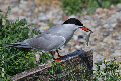 tern