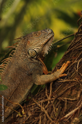 iguane