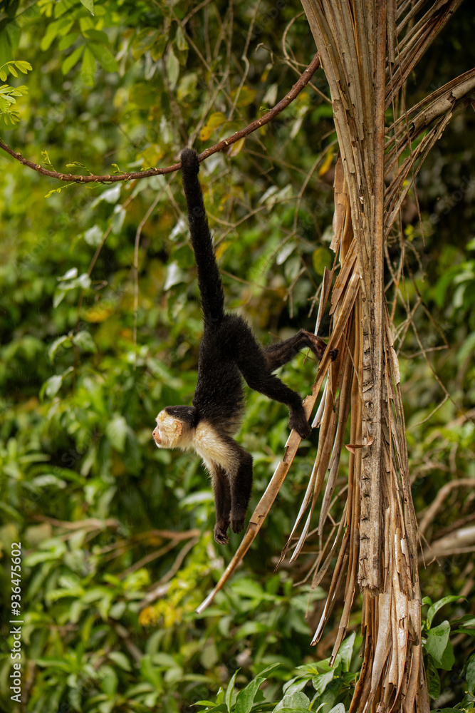 Naklejka premium Capucin