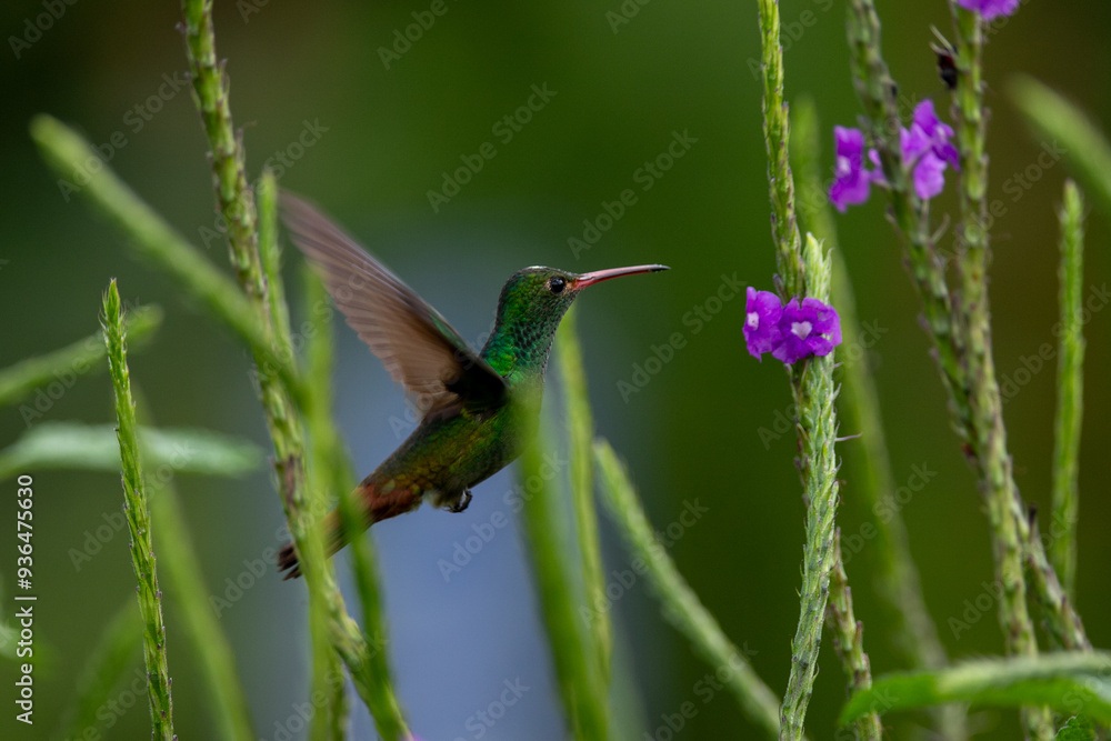 Fototapeta premium colibri