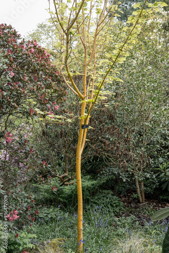 close-up of Acer rufinerve 'Winter Gold', grey snake-bark maple photo